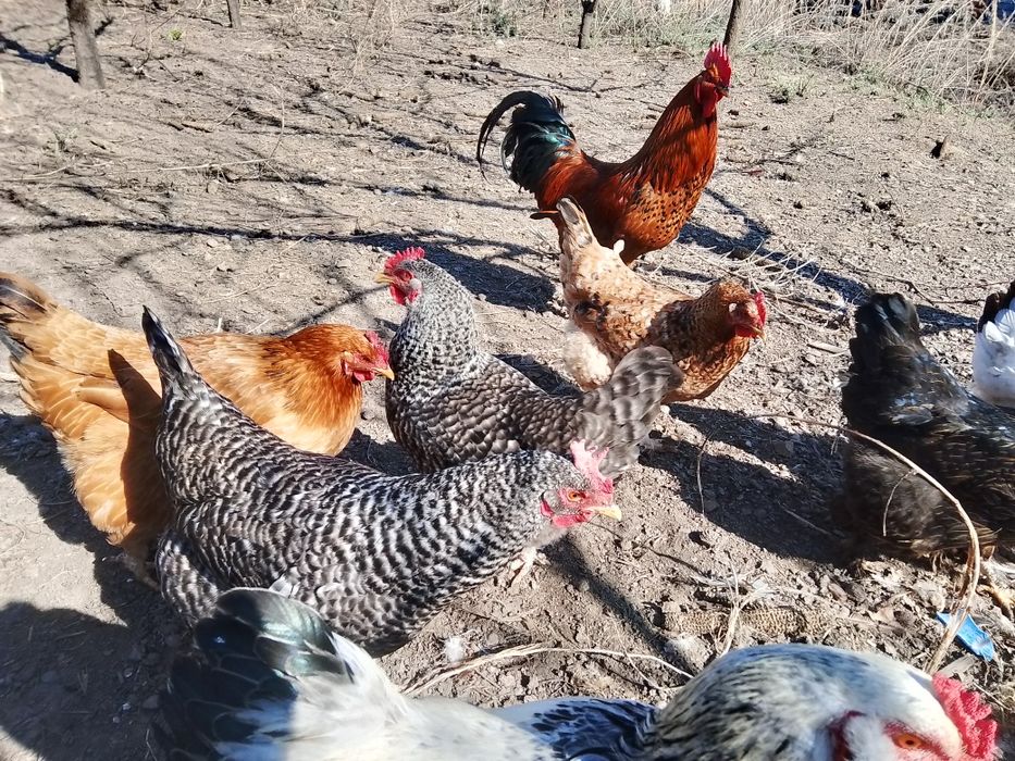 Инкубационные яйца