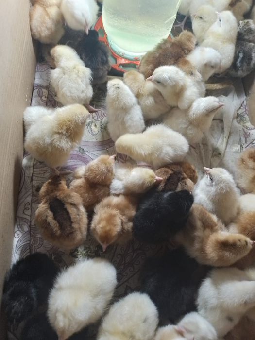 Цыплята домашние