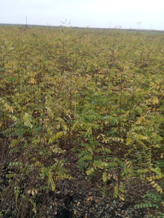 Puteți salcâm molid brad mestecăn