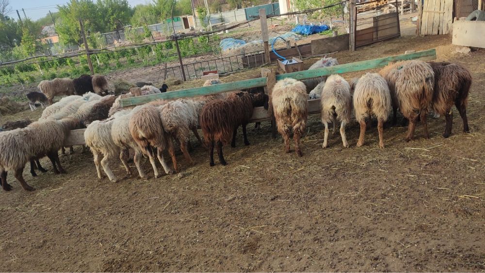 қойлар қошқар сатылады