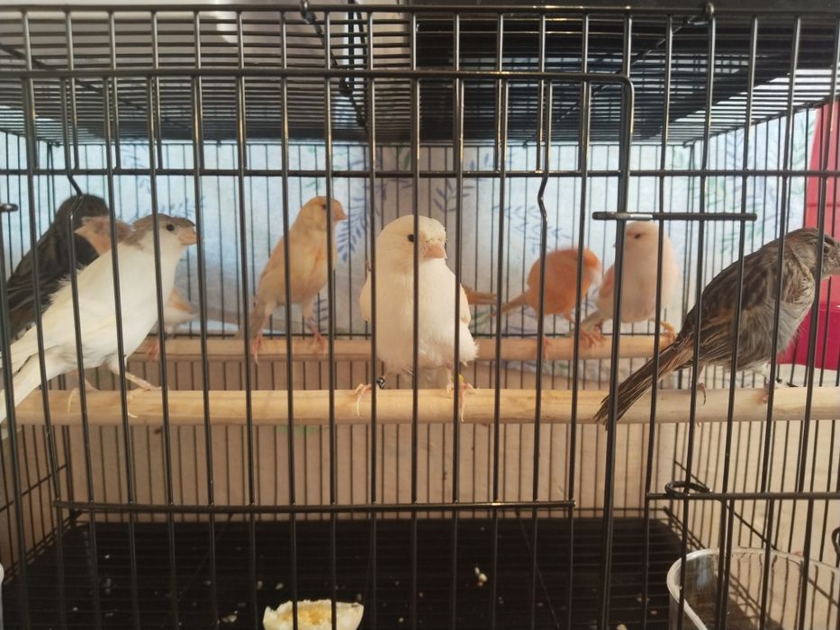 Конарейка придаётся