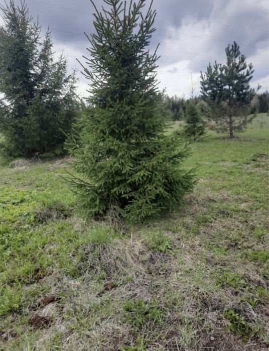 Тополь, ясень, ива, рябина,клен,липа