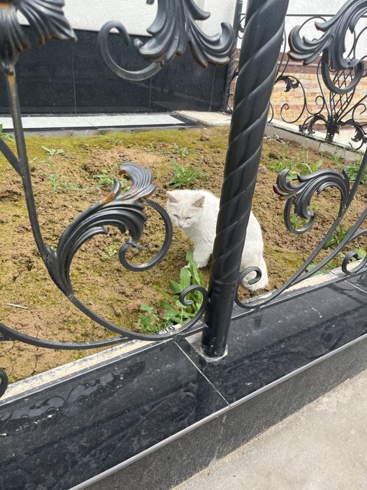 Qiz bola uy mushugi chiroyli aqlli hadyaga beriladi