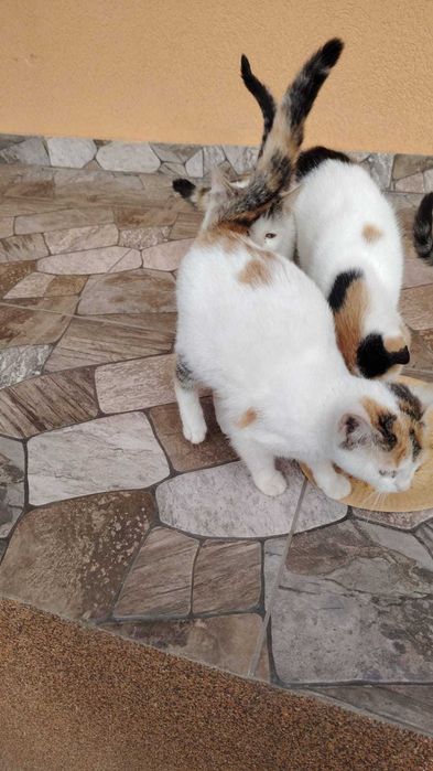 Donez pisicuțe pufoase și blânde au mai rămas doar 2