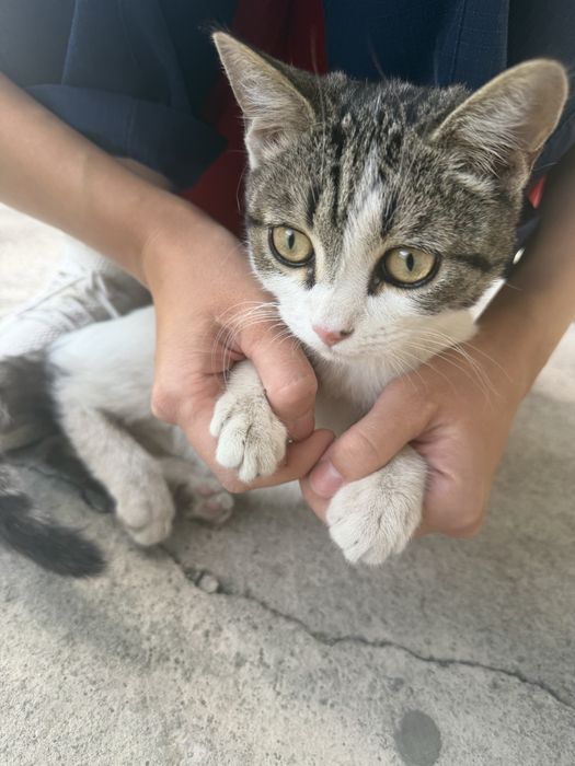 Котенок мальчик в добрые руки