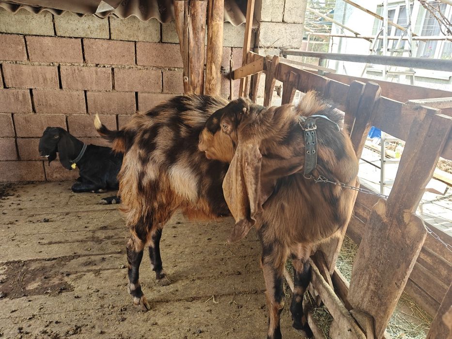 Козы камори и гулаби.