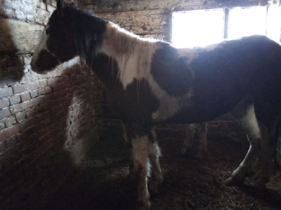 Продам кобылу с жеребенком