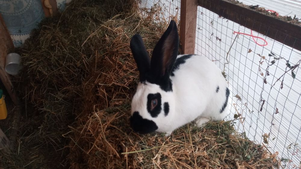 Vind iepuroi Fluture si Uriaș Alb