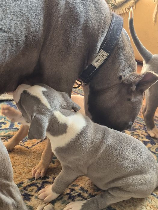 Щенки питбультерьера