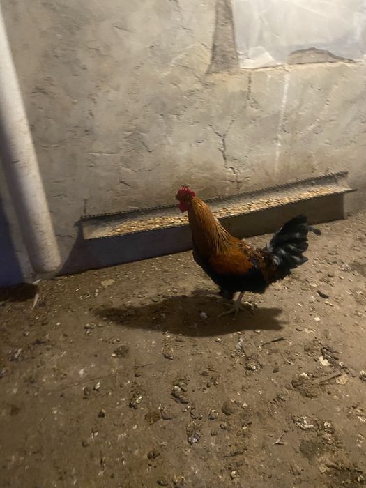 Әтеш петух петух