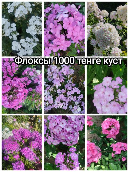 Продам Цветы садовые