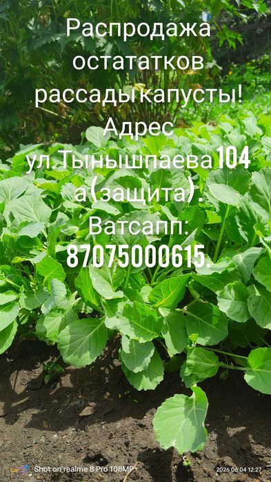 Рассада капусты!