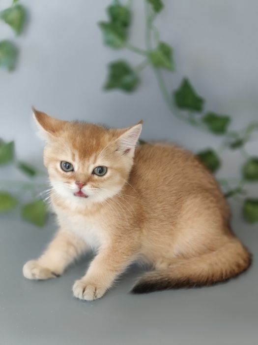 Котята Алматы Шиншиллята