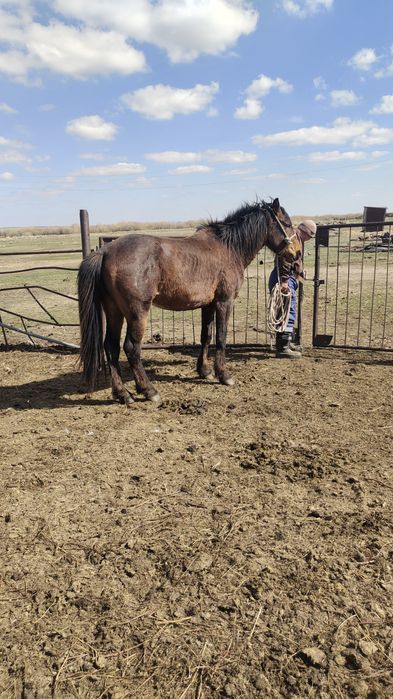 Айгыр мугалжар  жассы 4-5