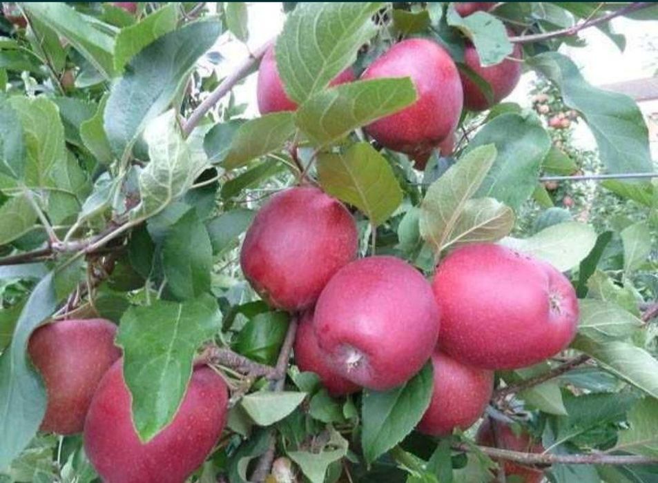 Олма кучатлари бор 100 фойз