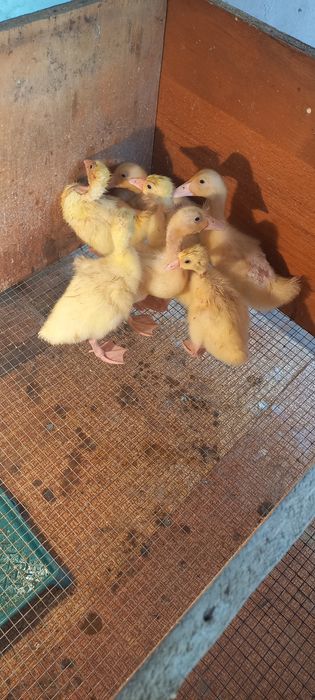 Индюшата Гусята Утята Продам срочно