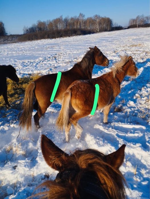 Продам лошадь жеребая с жеребенком