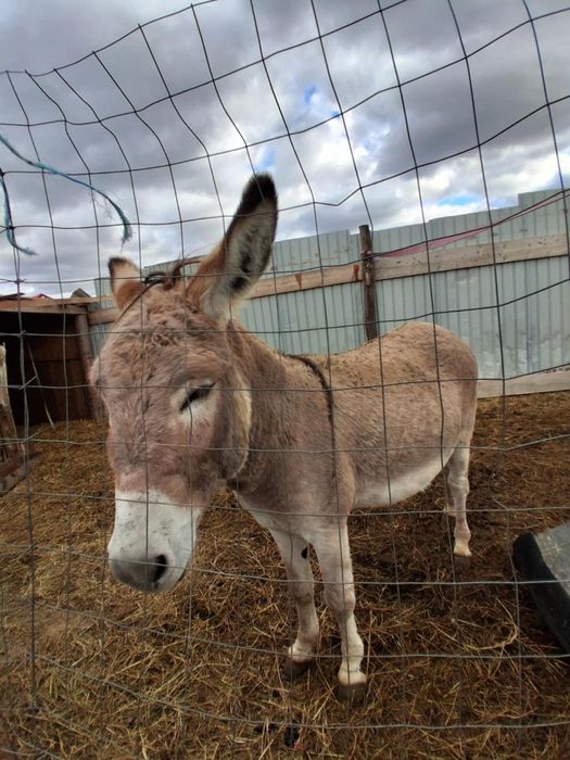 Vând măgar mai multe detalii la telefon