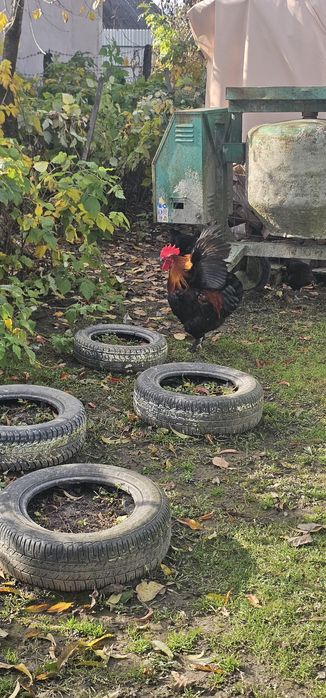 Cocoș Marans negru arămiu