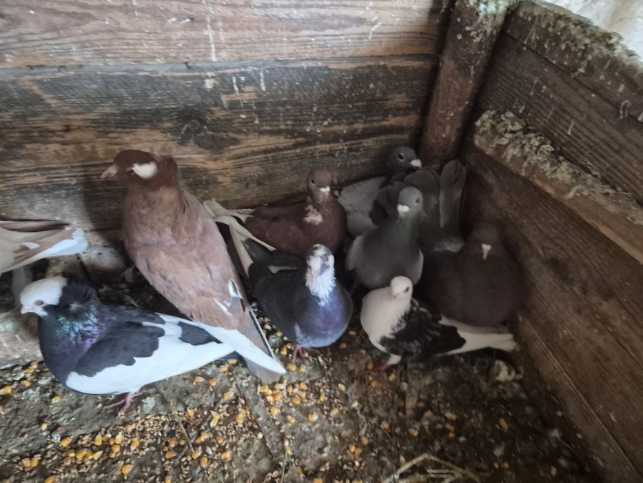 Vând porumbei jucători