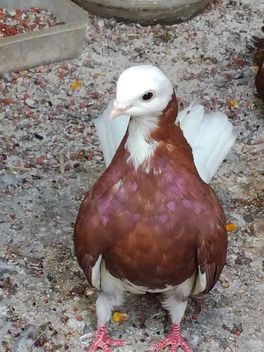 Белоглави и огледални гълъби продава