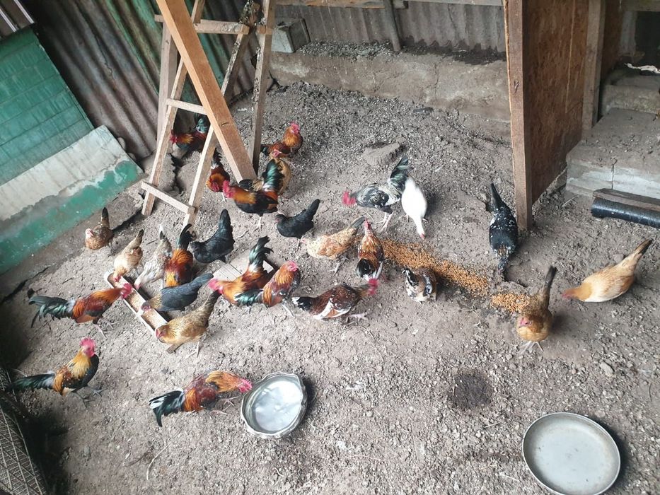 Продам карликовых курей