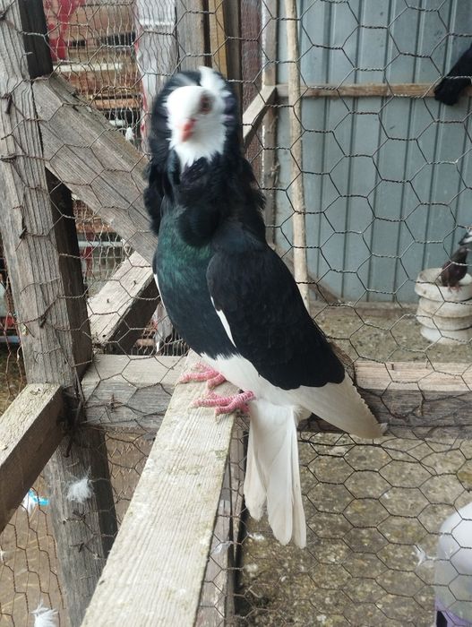 Vând porumbei capucini