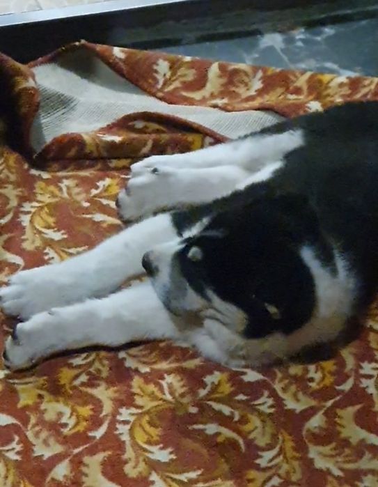 Төбет күшік сатылады тяж