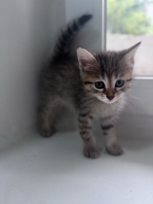 Отдам котят в добрые руки