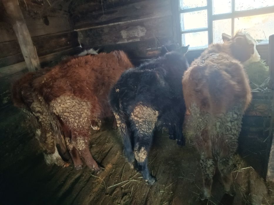 Бұқа тайынша, бычок телка