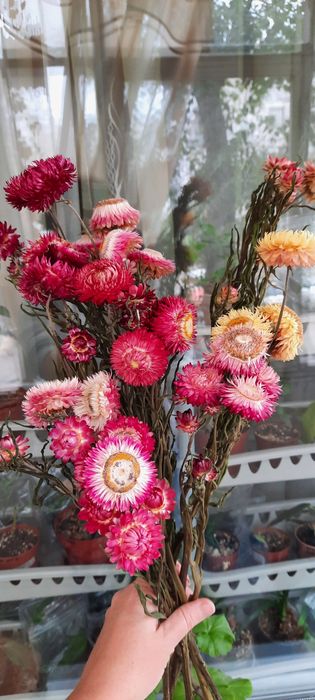 Сухоцветы гелихризум будут стоять без воды много лет