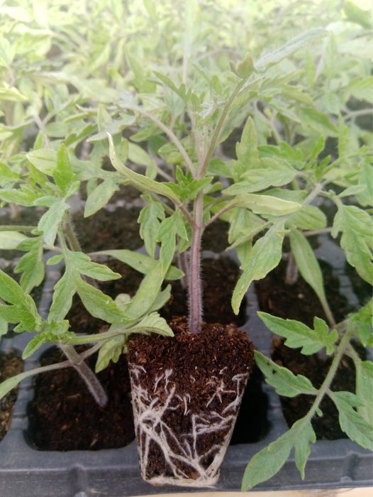 Разсад Домати Краставици