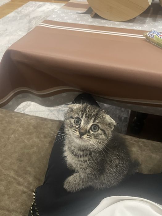 кошка шиншила. mushuk