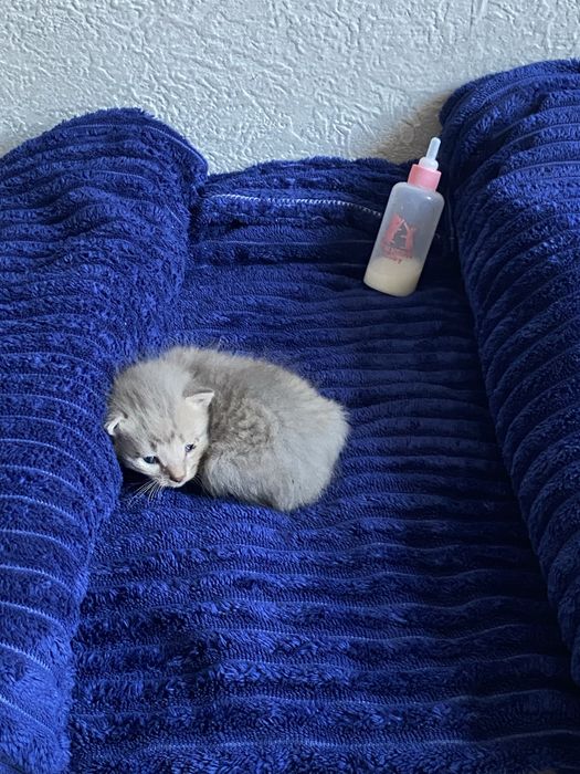 Котенок маленький