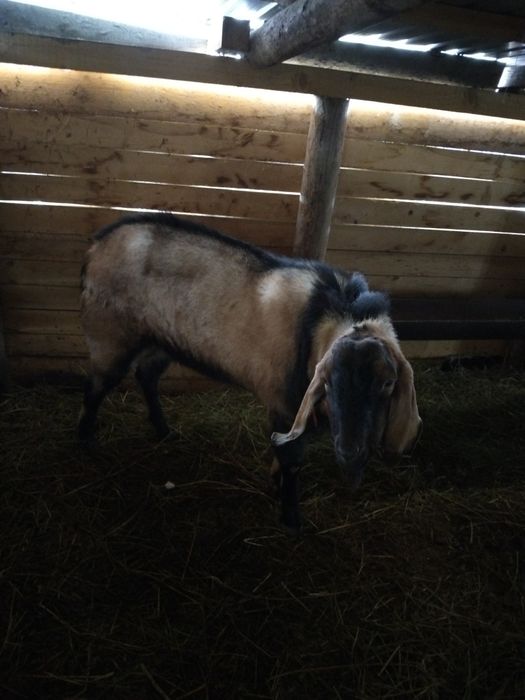 Vând capre bune de lapte