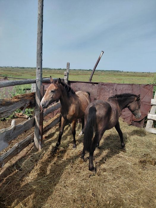 Продам 3 тая с откорма
