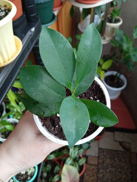 Продам растения комнатные