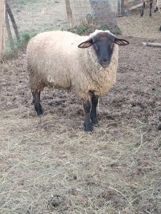 Oi Suffolk de vanzare