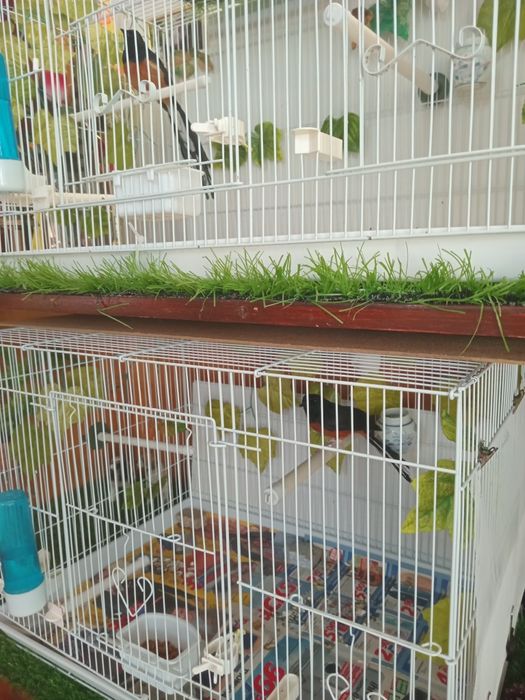 Дрозд Шама шама.