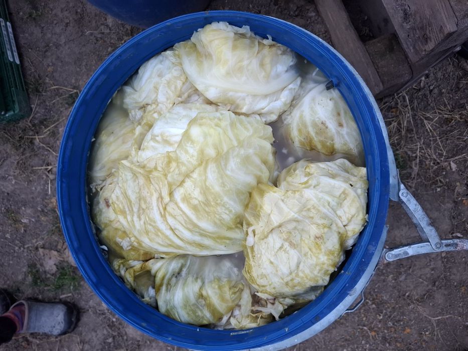 Varza murata Romaneasca si Marlo