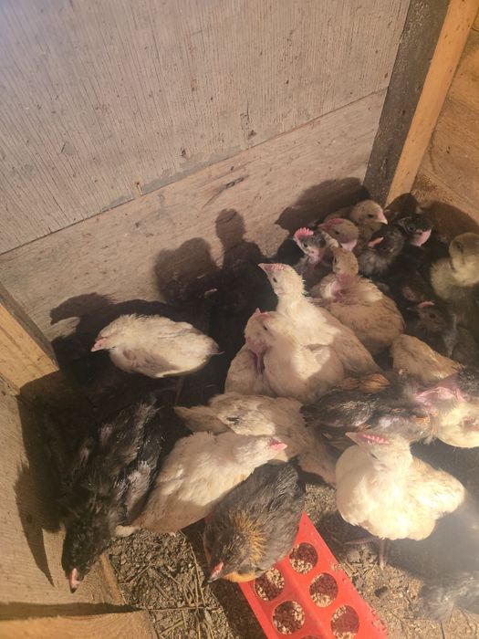 Продам месячных цыплят
