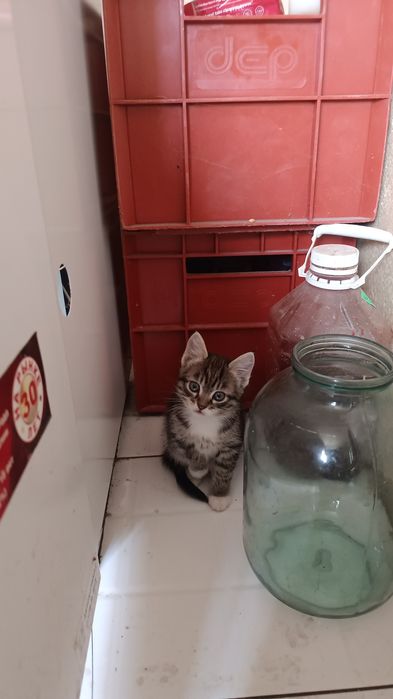 Котята бесплатно