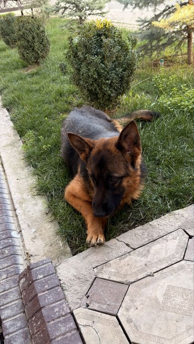 Немецкая овчарка девочка