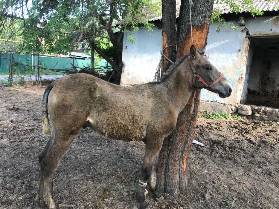 Полторашка жеребец