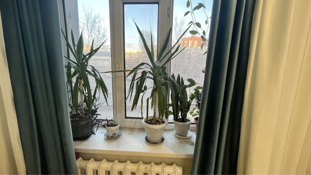 Продам комнатных цветов