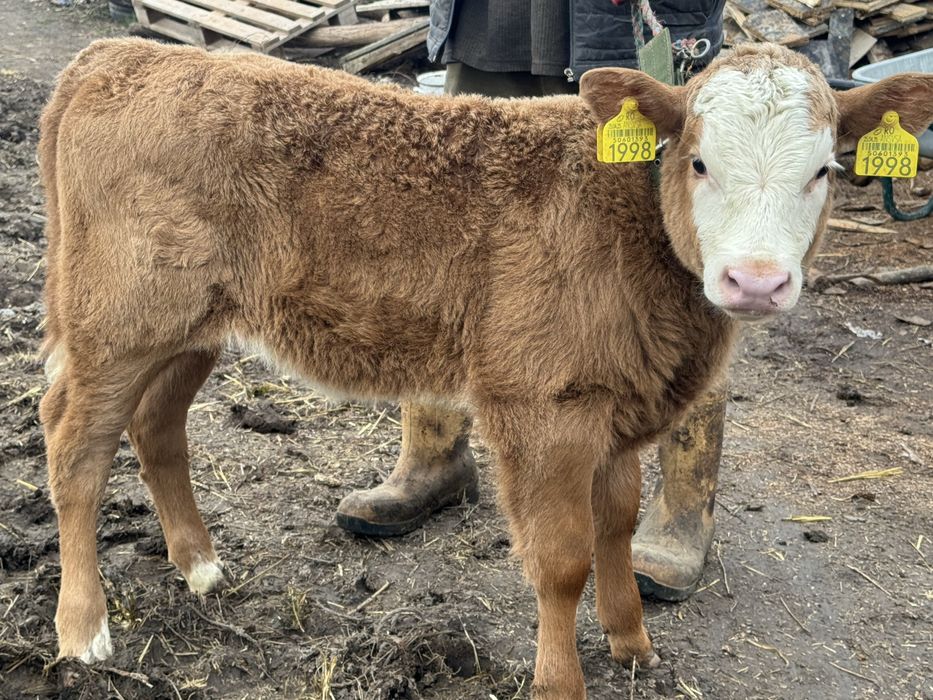 Vând vițea limuzin de 3 săptămâni