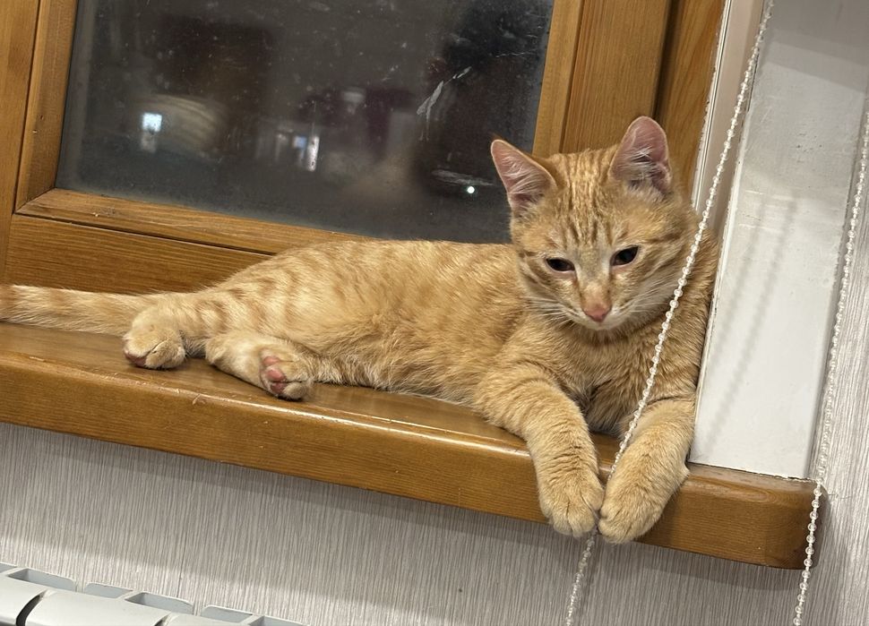 Молодой котик в добрые  руки ( кастрирован )