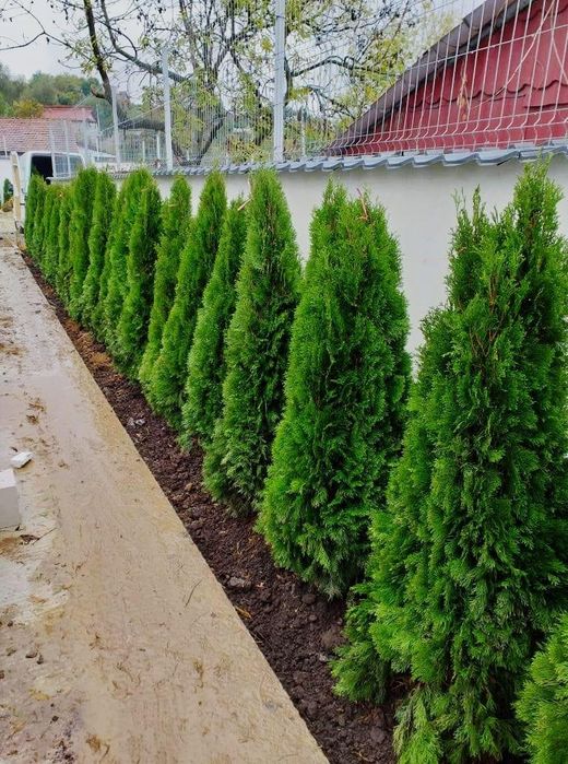 Tuia smaragd de mai multe dimensiuni