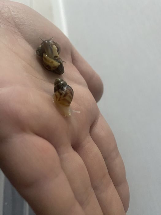 продам улиток Ахатин