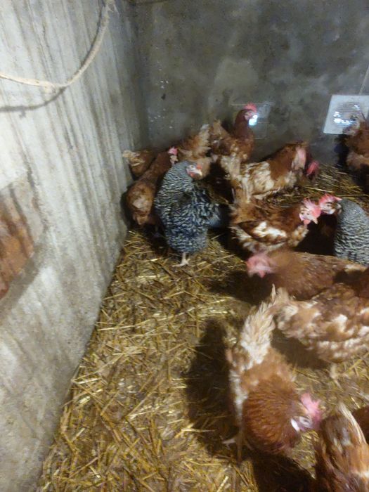 Vând găini ouătoare și ouă